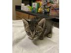 Adopt BUTTERCUP a Domestic Short Hair