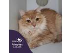 Adopt PRINCESS a Domestic Short Hair