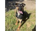 Adopt RIKKI a Doberman Pinscher, Mixed Breed