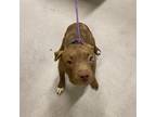 Adopt CEDAR a Pit Bull Terrier, Mixed Breed