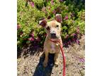 Adopt Olive a Pit Bull Terrier