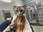 Adopt SUGARBEE a Domestic Short Hair