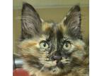 Adopt Pismo a Domestic Short Hair