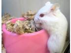 Adopt BABY BUBBLES a Hamster