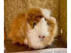 Adopt DAISY a Guinea Pig