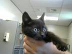 Adopt VIRGO a Domestic Short Hair