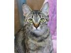 Adopt Lettie a Domestic Short Hair