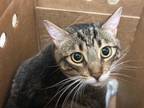 Adopt SWEETIE a Domestic Short Hair