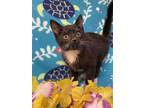 Adopt ANGELICA TATE a Domestic Short Hair