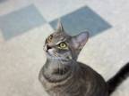 Adopt NABE a Domestic Short Hair