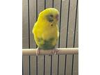 Adopt Melody a Parakeet (Other)