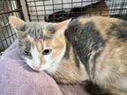 Adopt OLIVE a Domestic Short Hair