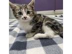 Adopt Kittney Spears a Domestic Short Hair