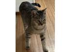 Adopt Nala a Domestic Short Hair