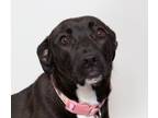 Adopt Maple a Pit Bull Terrier