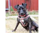 Adopt Star a Patterdale Terrier / Fell Terrier, Mixed Breed