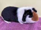 Adopt NYX a Guinea Pig