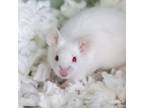 Adopt Snowball a Mouse