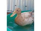 Adopt Daisy a Duck