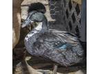 Adopt Donna a Duck