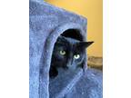 Adopt Stitch (Adoptable with bonded Mama, Lelo) a Domestic Short Hair