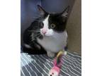 Adopt Tekashi a Domestic Short Hair