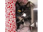 Adopt Shelby a Domestic Short Hair