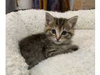 Adopt Olive, Willow Grove PetSmart (FCID 05/07/2024-125) a Tabby