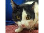 Adopt Kiki J a Domestic Medium Hair