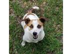 Adopt ANNIE a Jack Russell Terrier