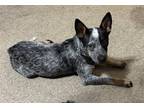 Adopt Oreo AKA Jazzie a Australian Cattle Dog / Blue Heeler