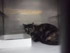 Adopt MINNIE a Domestic Short Hair