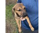 Adopt Cherry a Mixed Breed