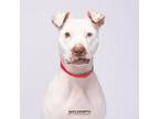 Adopt Bossy a Terrier