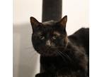 Adopt Gabby a Domestic Short Hair