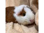 Adopt Bianca a Guinea Pig