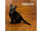 Adopt Nebula a Domestic Short Hair