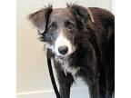 Adopt Winifred a Greyhound, Border Collie