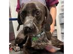Adopt Dunlin a German Shorthaired Pointer
