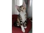 Adopt Buttercup a Tortoiseshell, Torbie