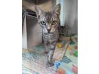 Adopt TAZ a Domestic Short Hair