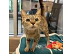 Adopt Hera 7197 a Domestic Short Hair