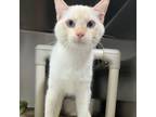 Adopt Aspen a Domestic Short Hair