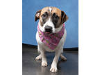 Adopt Penelope a Mixed Breed