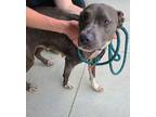 Adopt Stella - IN FOSTER a Pit Bull Terrier, Mixed Breed