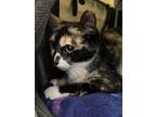 Adopt Cleopatra - ADOPTED a Domestic Short Hair