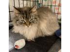 Adopt Bella a Domestic Long Hair