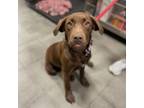 Adopt Millie a Chocolate Labrador Retriever