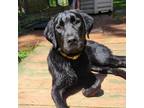 Adopt Nova a Black Labrador Retriever