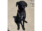 Adopt Suzie a Labrador Retriever